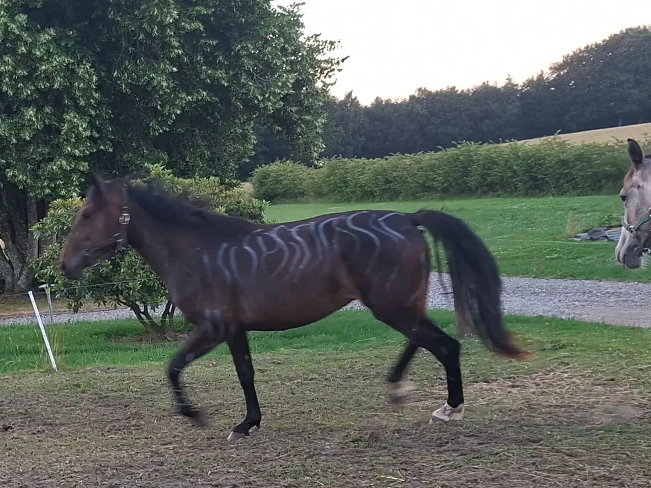 Billede 2 - Skøn 2 årig oldenborg blanding