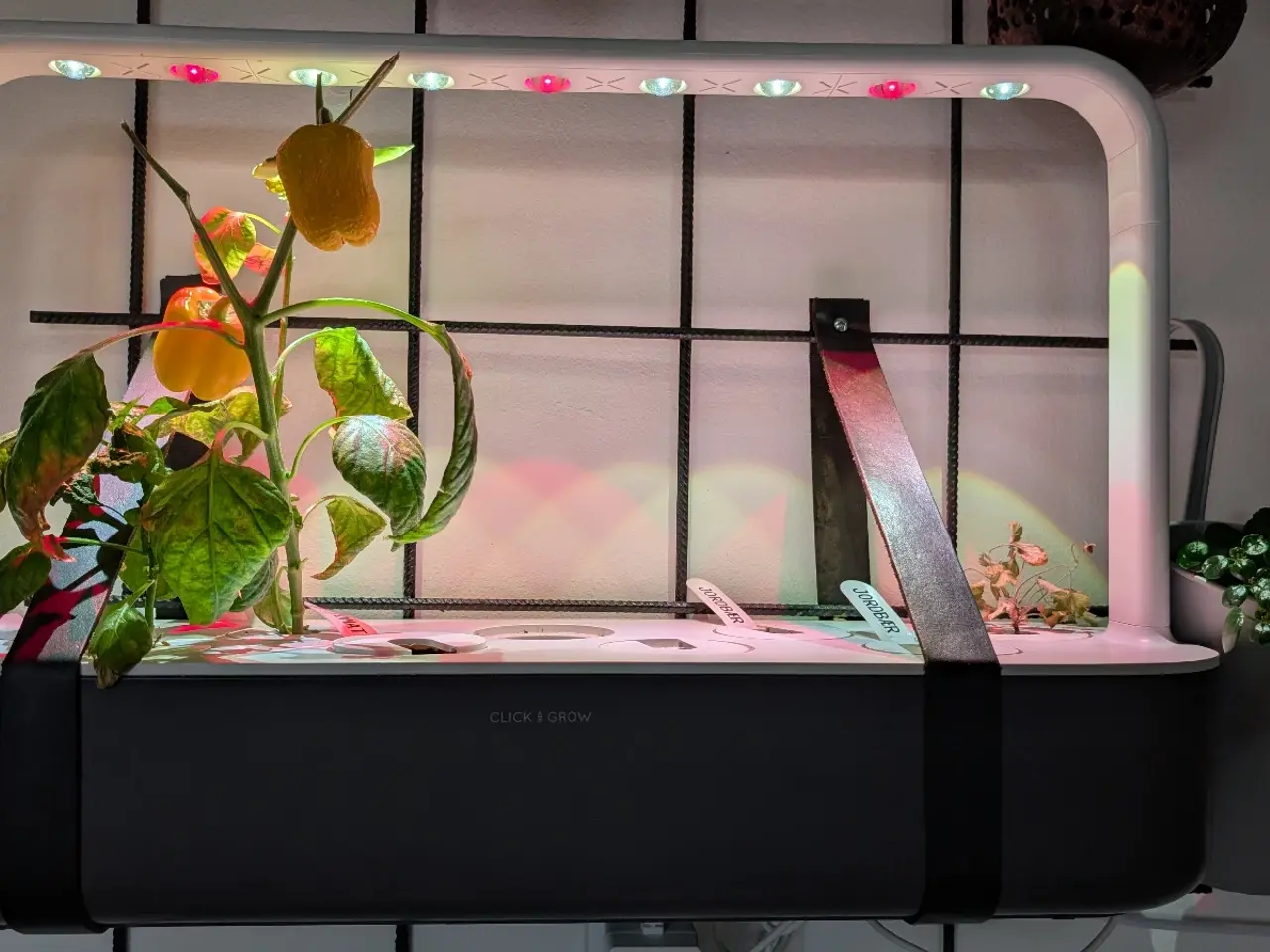 Billede 2 - Click and Grow Smart Garden 9