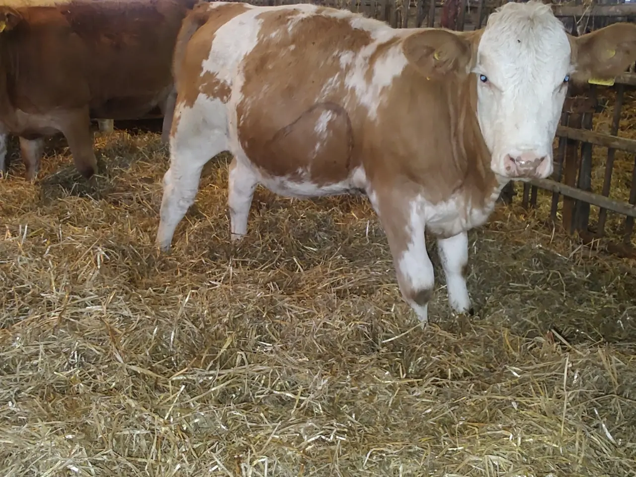 Billede 2 - Simmentaler kvier 