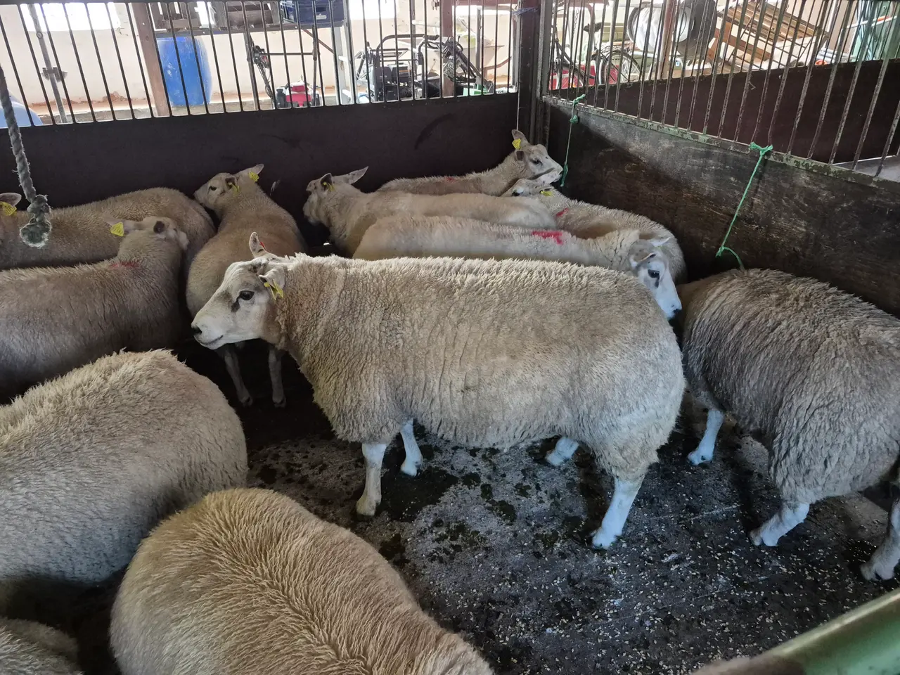 Billede 2 - 2-årig texel vædder med super afstamning og godt s