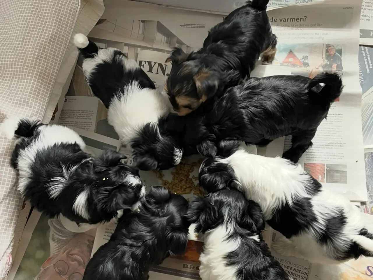 Billede 11 - parring af Yorkshire terrier / Malteser