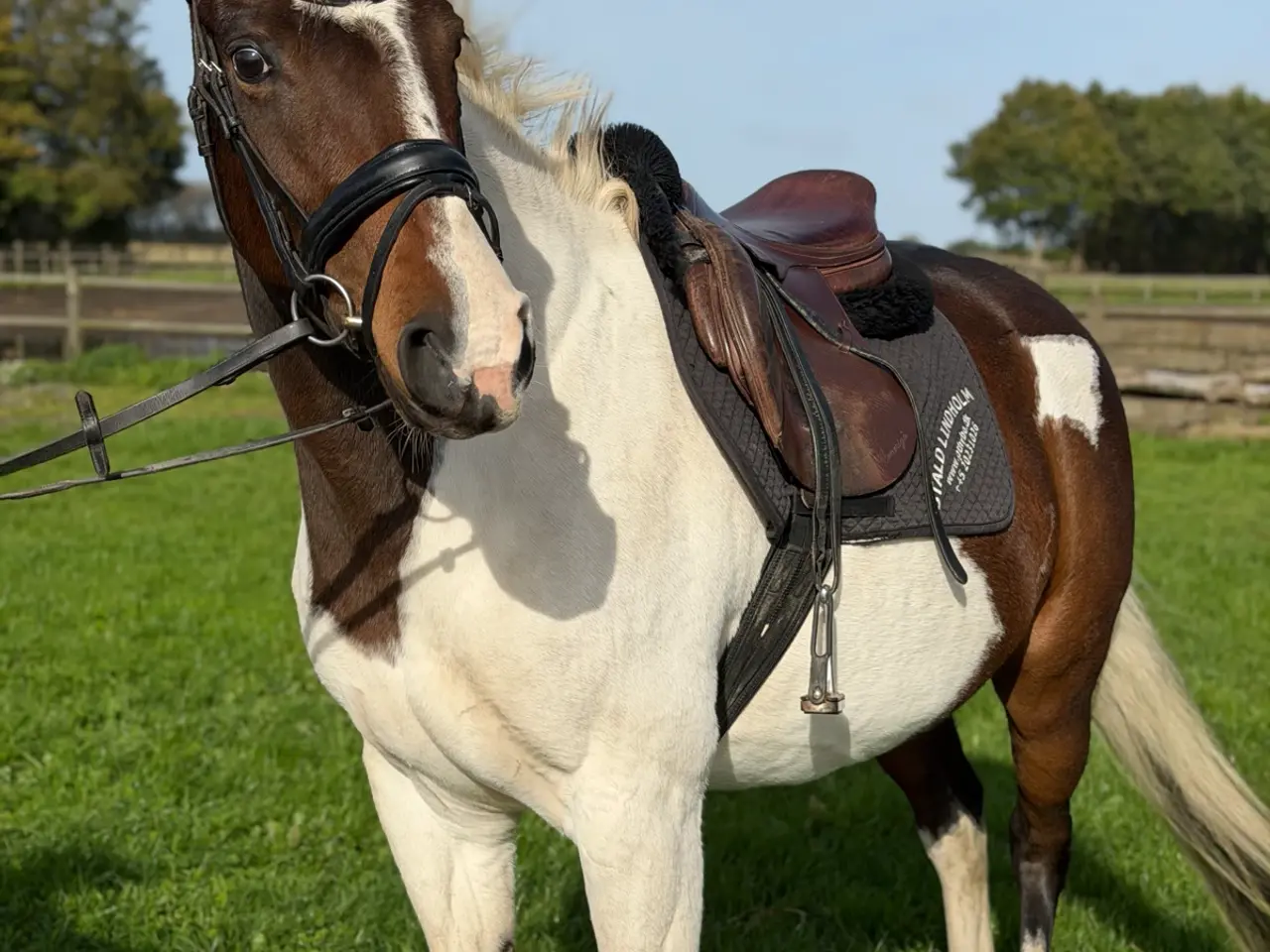 Billede 1 - American paint horse