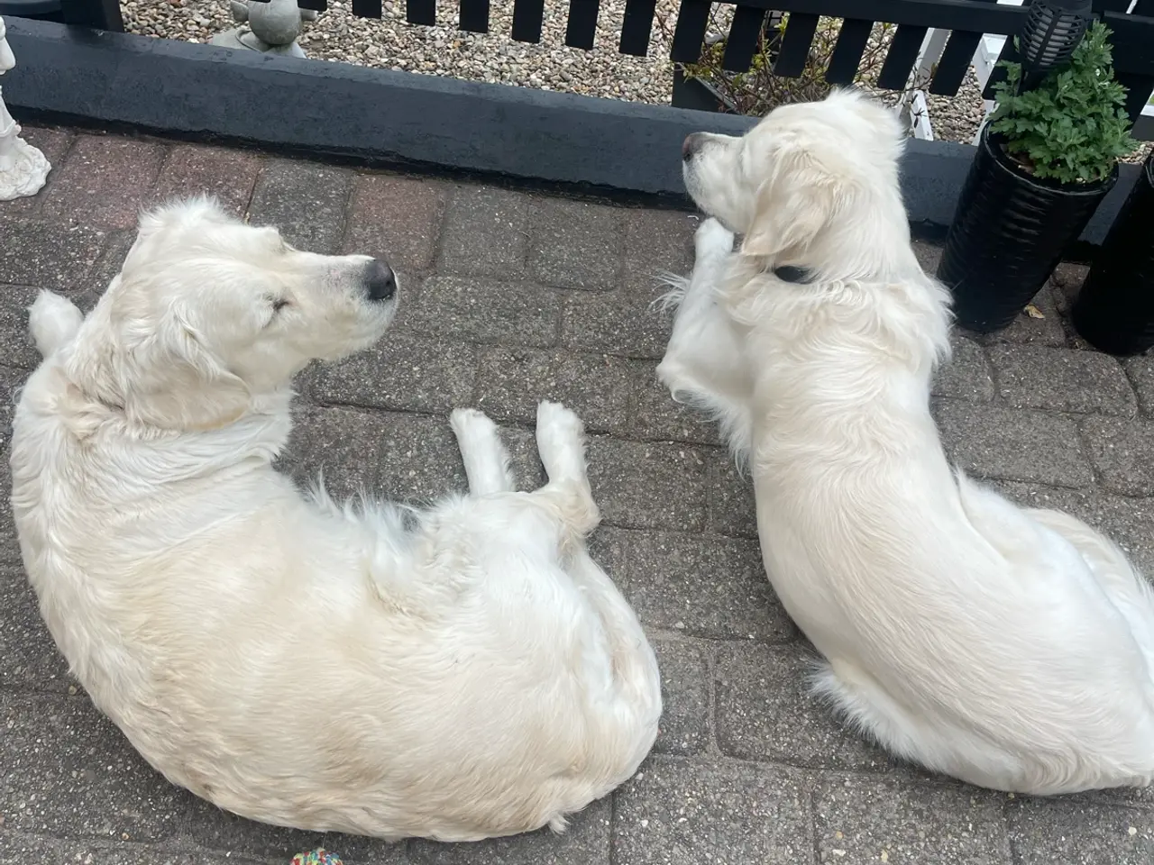 Billede 10 - Golden Retreiver hvalpe