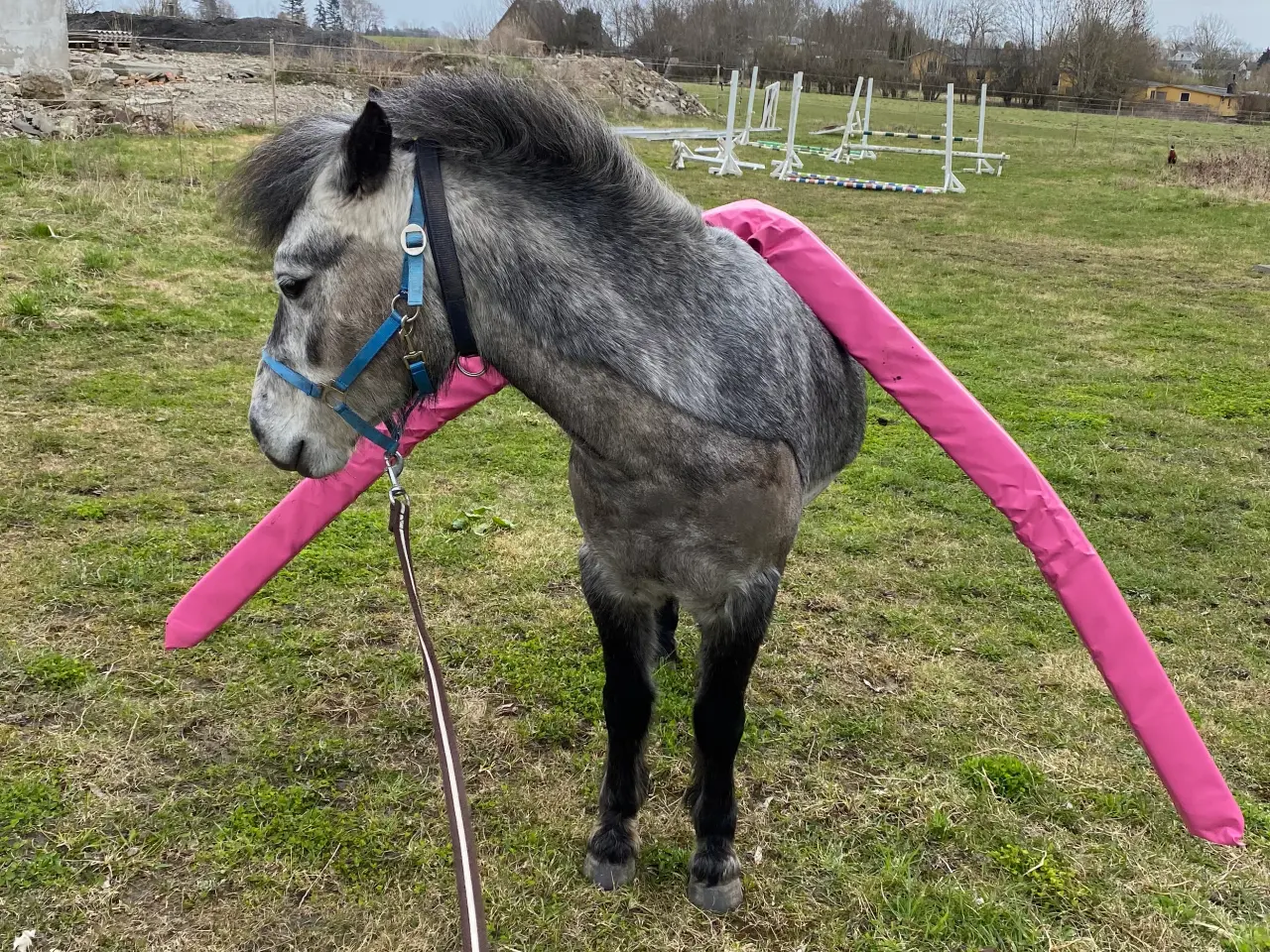 Billede 4 - Jake LF – 6 års Dartmoor vallak (ca. 126 cm)