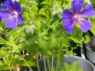 Lilla geranium i potte