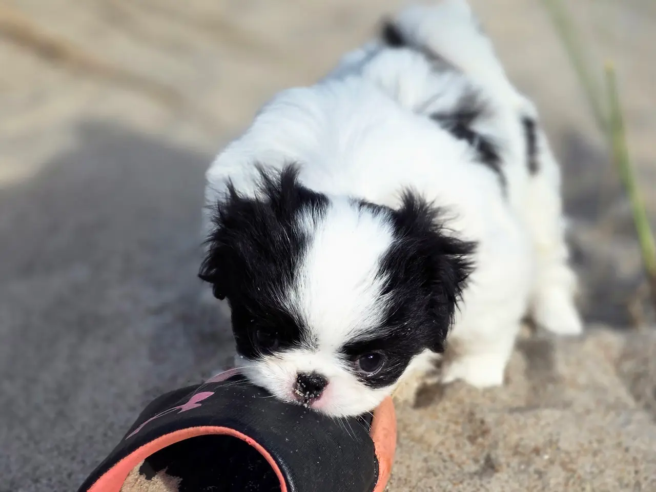 Billede 1 - Hvalp japanese chin
