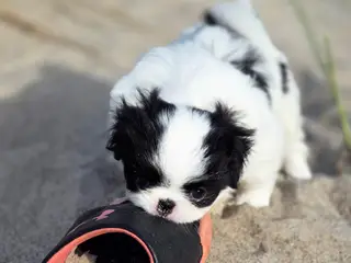 Hvalp  japanese chin 