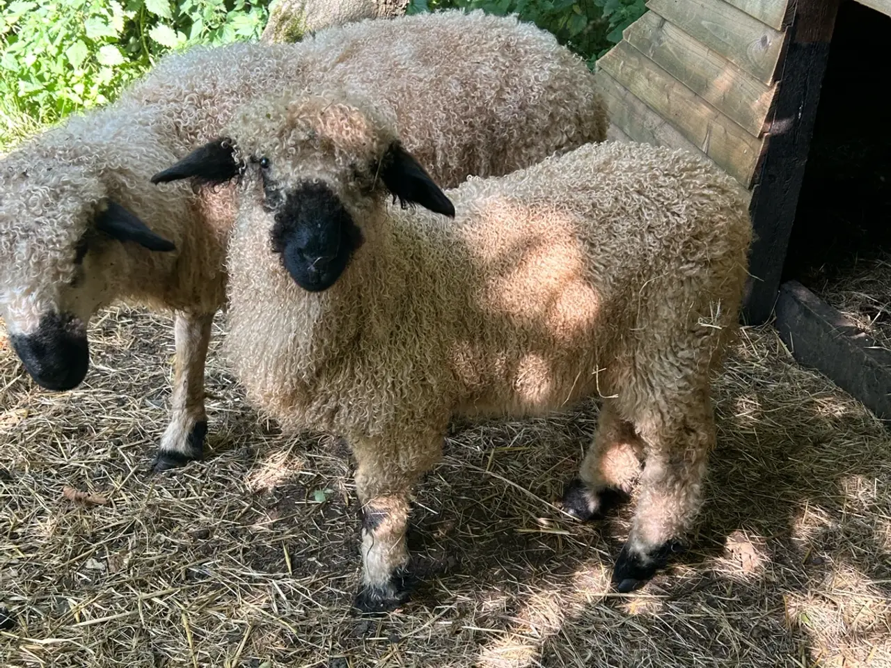 Billede 4 - Valais Blacknose gimmer lam sælges - næsten ren