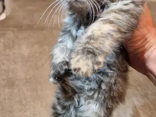 🐱❤️ 5 søde og tykke Norsk Skovkat-killinger 