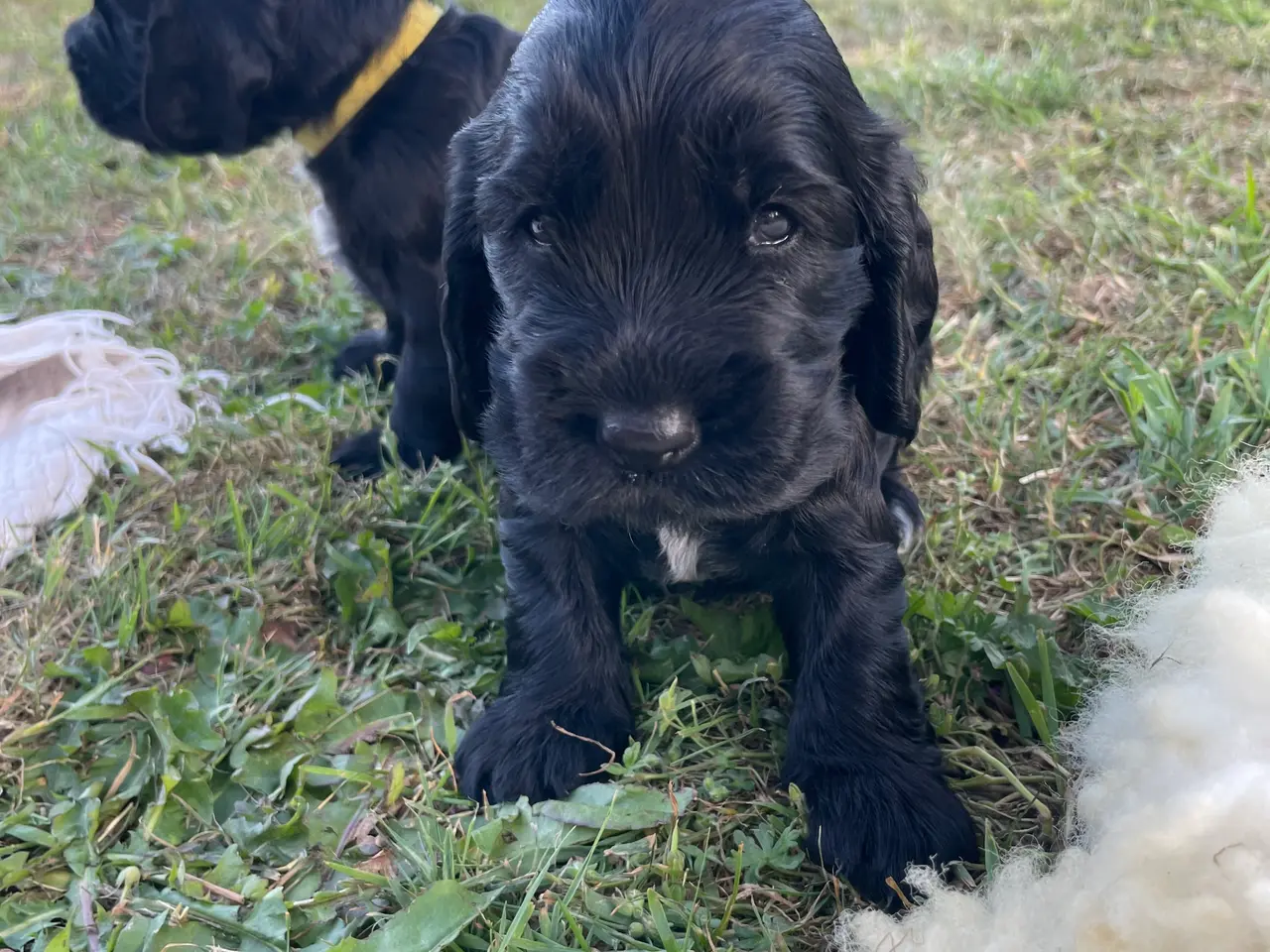 Billede 3 - Engelsk Cocker spaniel 