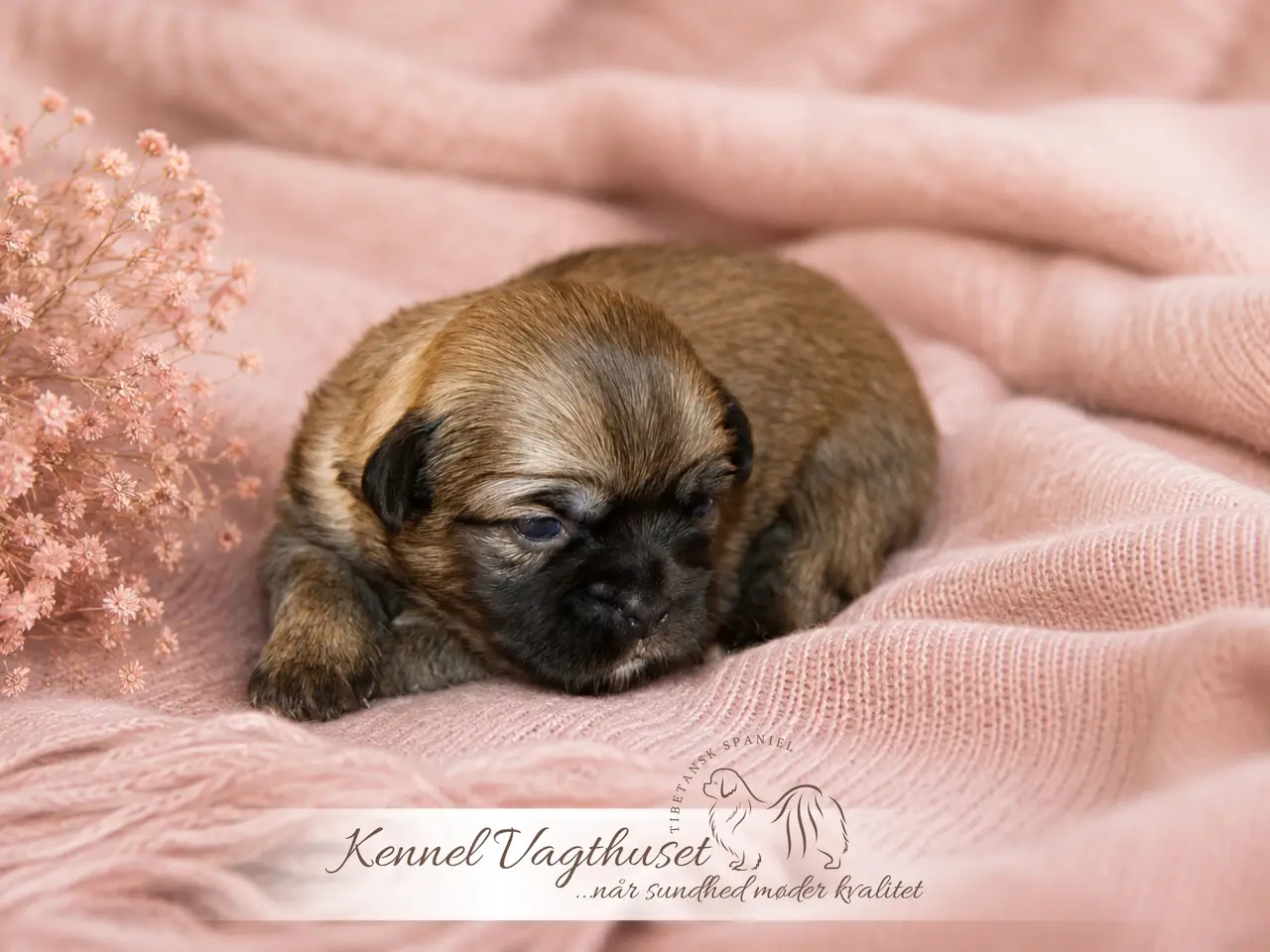 Billede 9 - Tibetansk Spaniel hvalpe