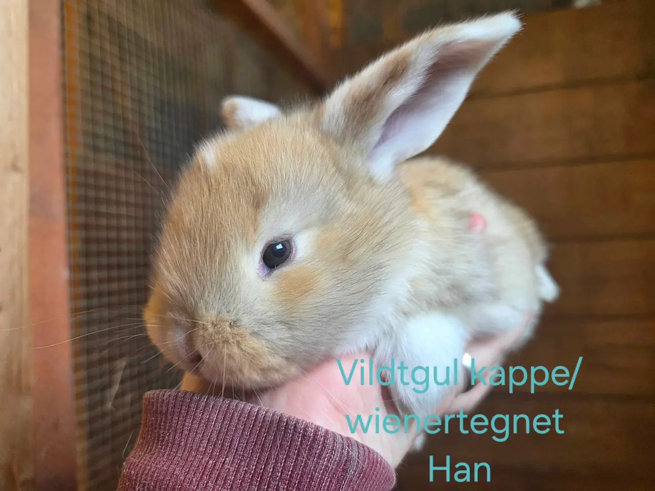 Billede 3 - Franske vædder unger