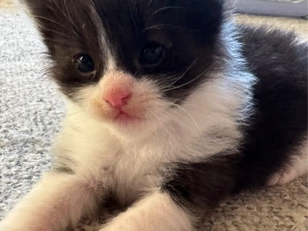 Billede 3 - 🖤Nuttet Maine Coon/Ragdoll hankilling🖤