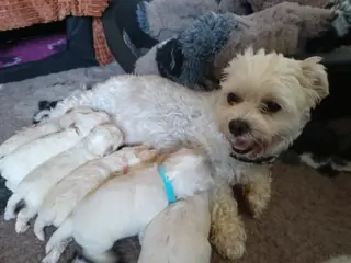 Maltipoo hvalpe