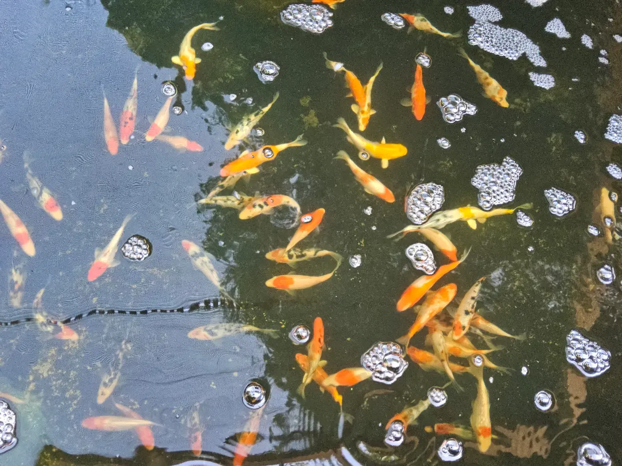 Billede 2 - Flotte Koi