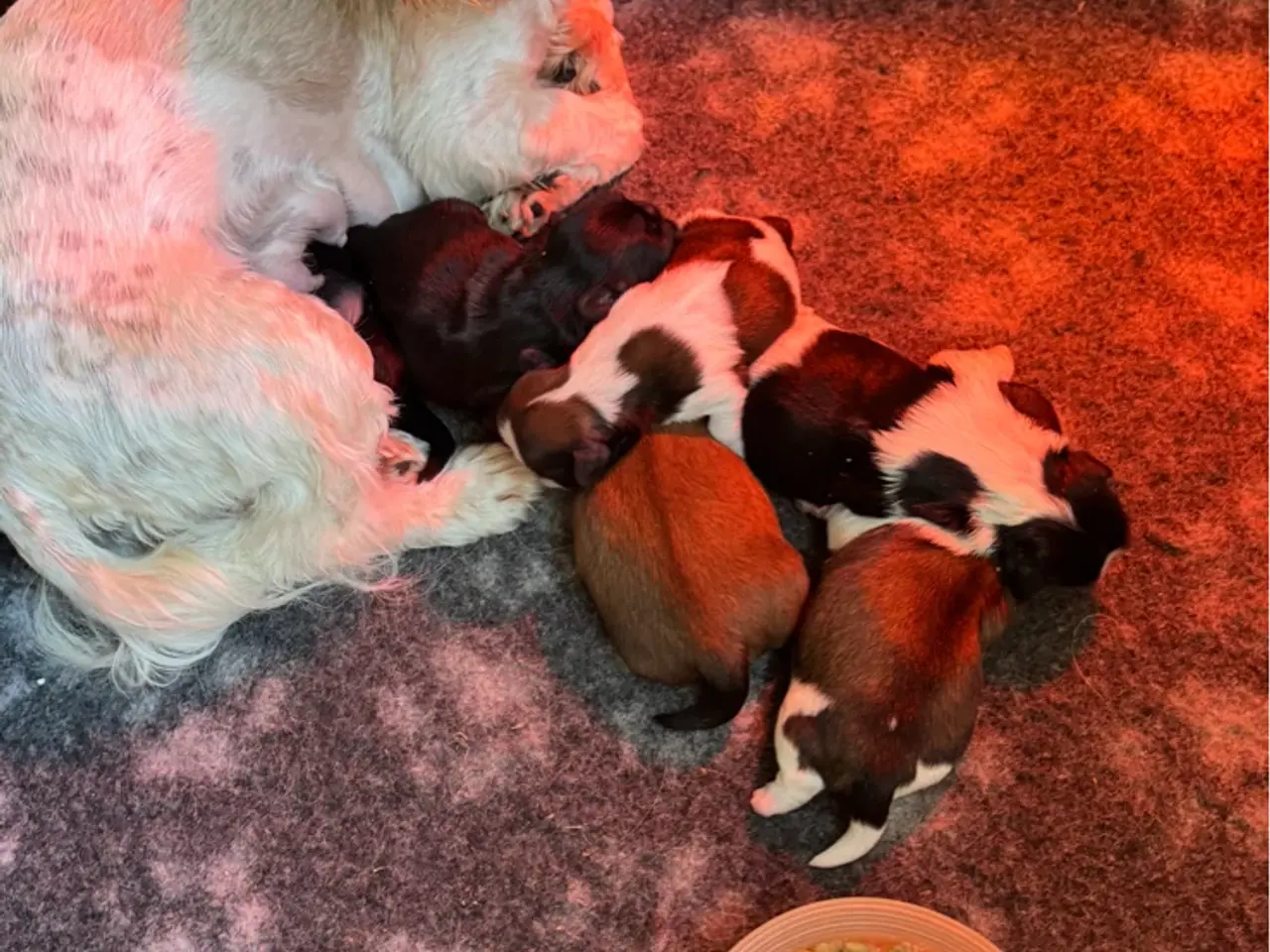 Billede 1 - Shih tzu hvalpe