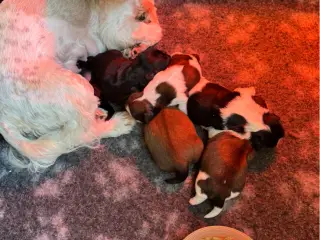Shih tzu hvalpe 