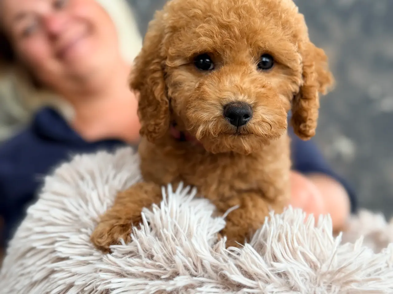 Billede 12 - Goldendoodledoo F1B