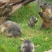 Skov S