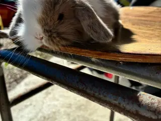 Minilop