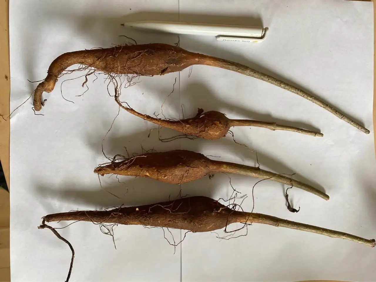 Billede 1 - 4-6 stk. Baobab-plante til salg (Bonsai)
