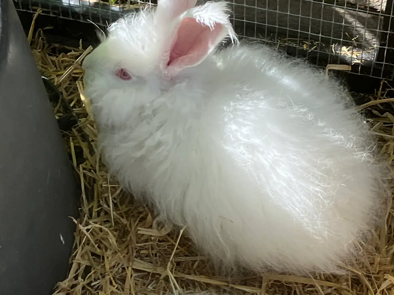 Billede 1 - Angora hanner søger ny madmor