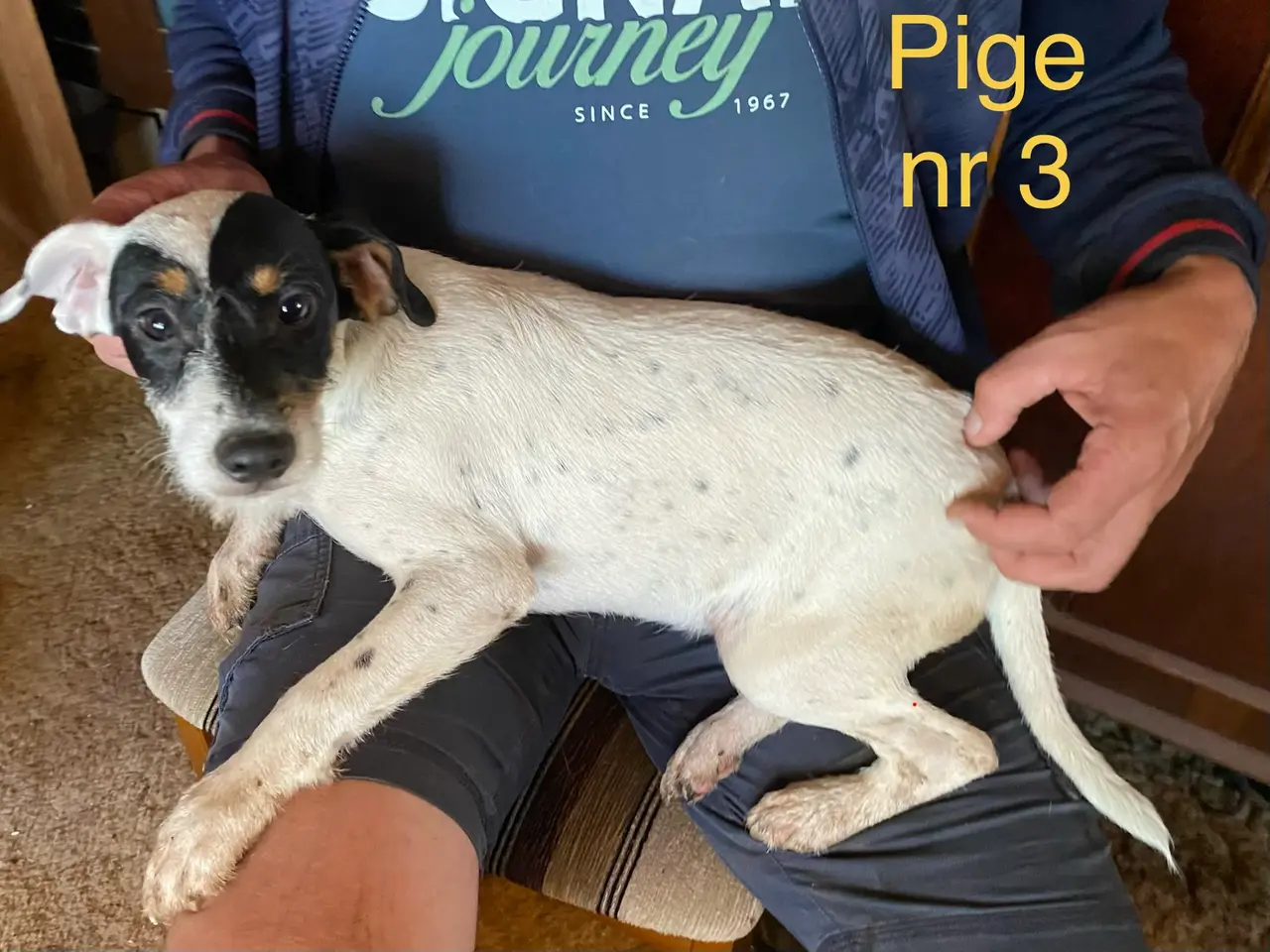 Billede 2 - ny pris! Hundehvalpe Dansksvensk gårdhund
