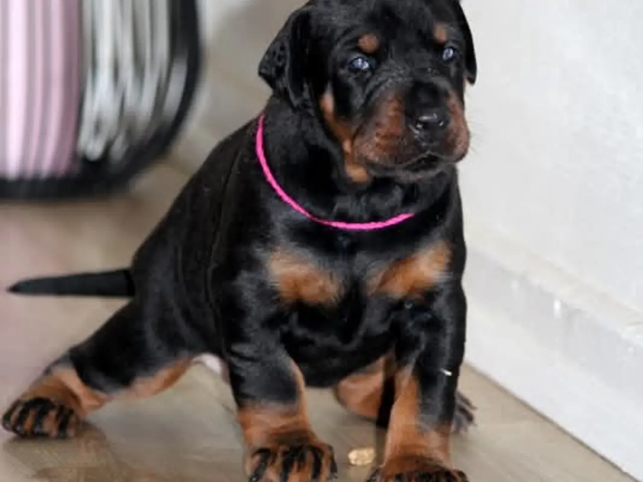 Billede 3 - Dobermann hvalpe top kvalitet 