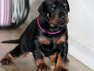 Dobermann hvalpe top kvalitet - 3