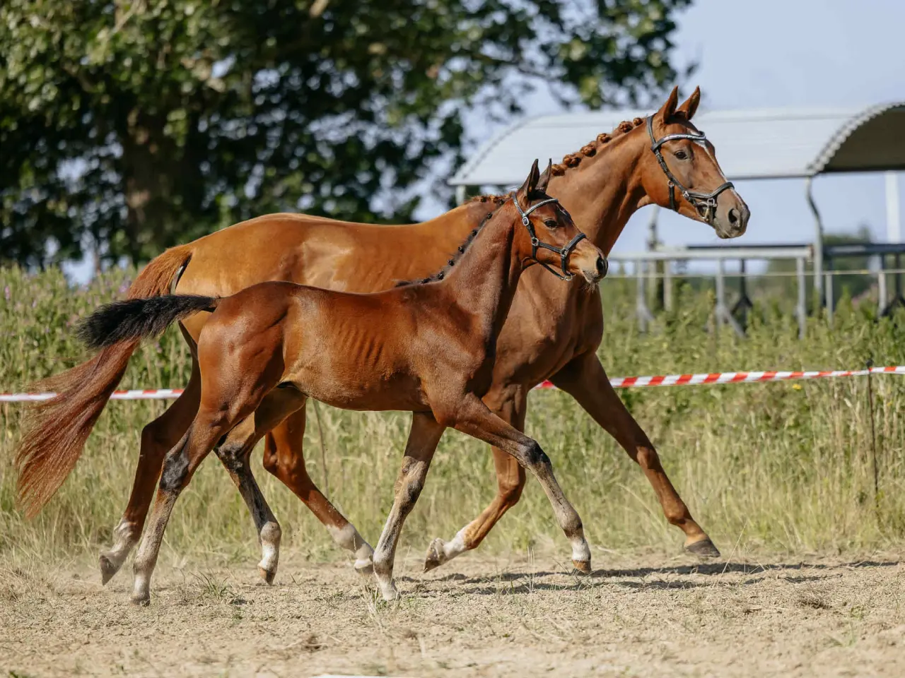 Billede 4 - Trakehner Føl