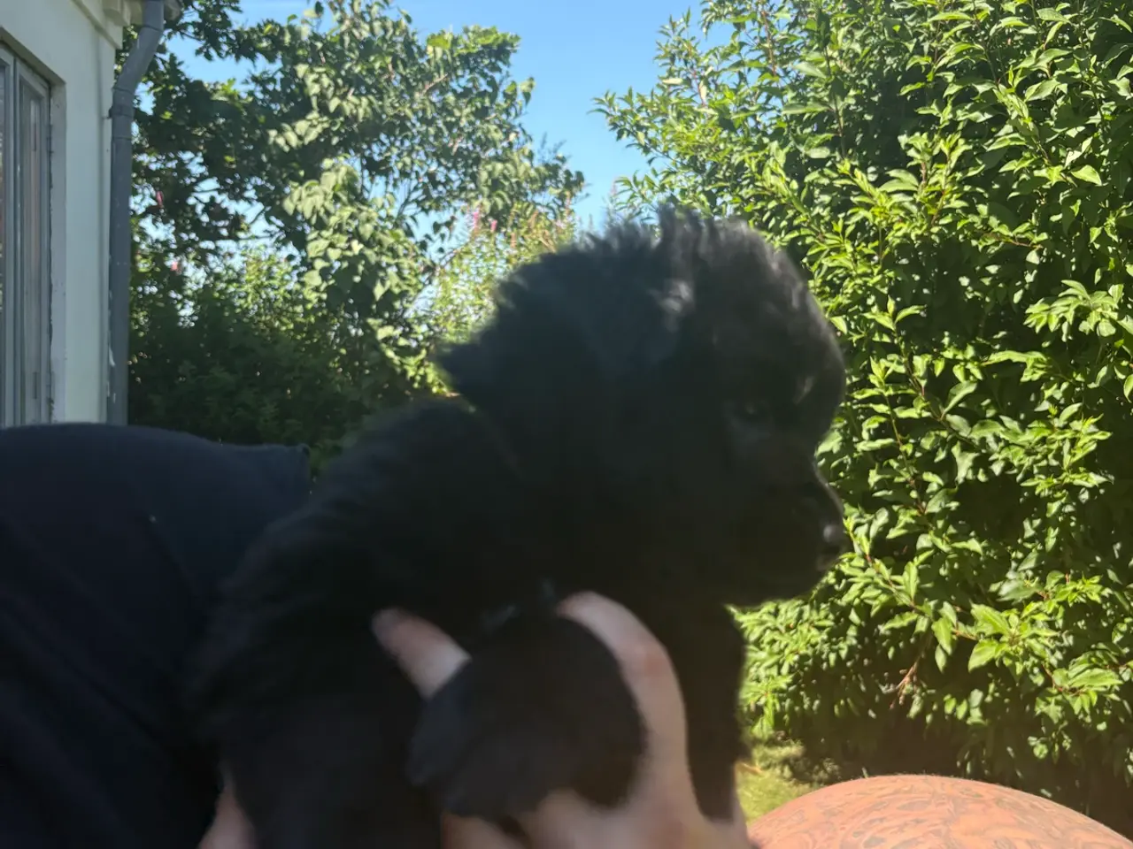 Billede 13 - Blandings hvalpe eurasier/golden