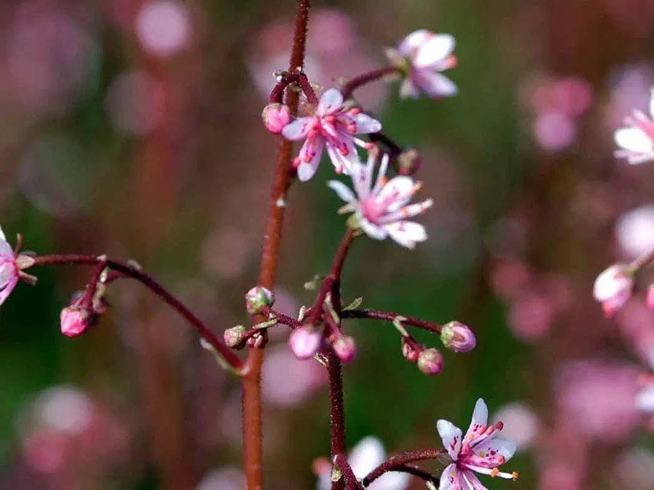 Billede 1 - Staude Porcelænsblomst Saxifraga urbium, 20 stk.