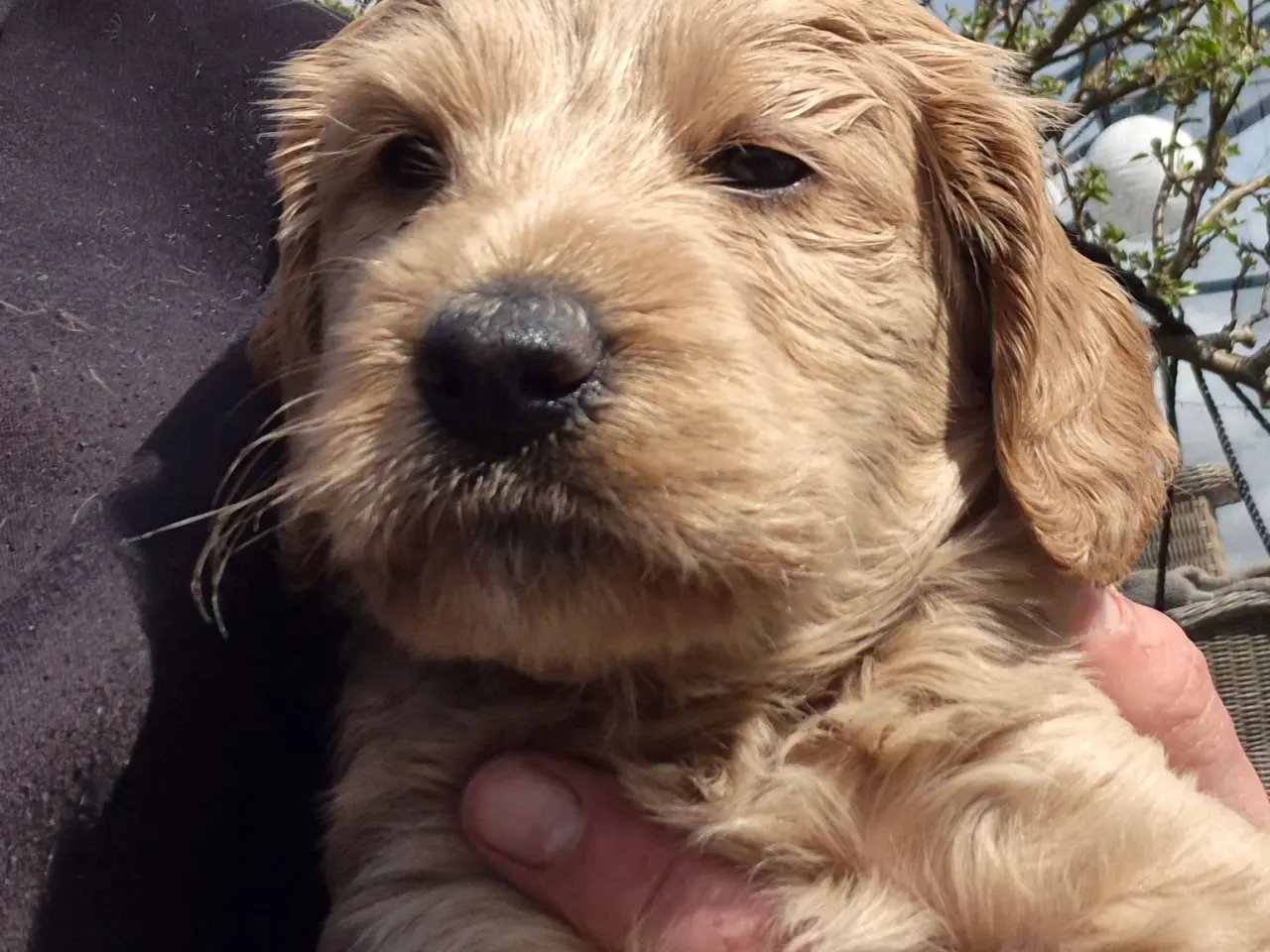 Billede 10 - Goldendoodle hvalpe - 14-21 kg