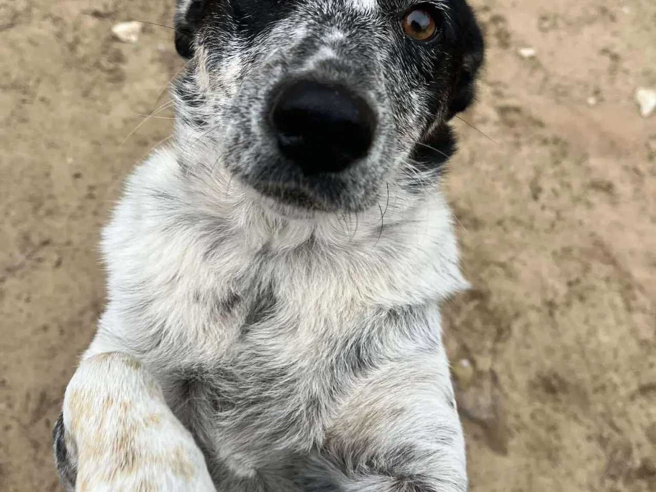 Billede 4 - Bella til adoption! 🩷