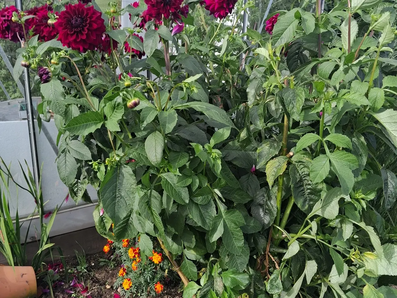 Billede 3 - Store dahlia planter sælges