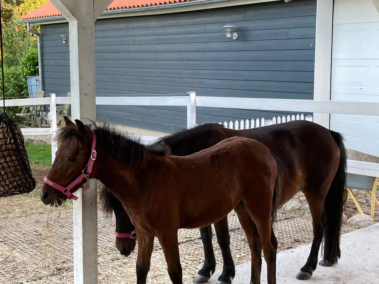 Billede 7 - Smuk 1 års hoppeplag sælges
