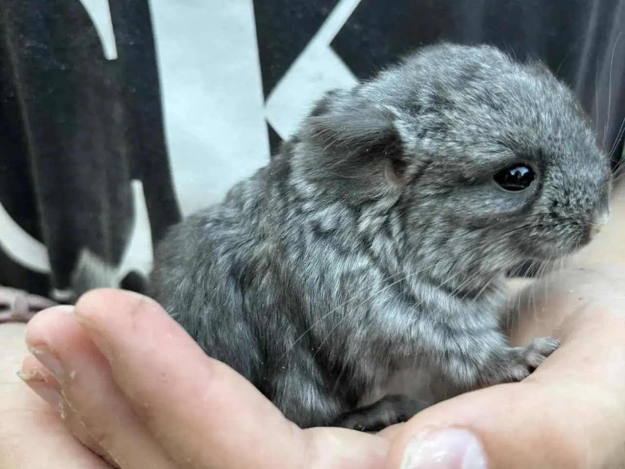 Billede 1 - Chinchilla unger