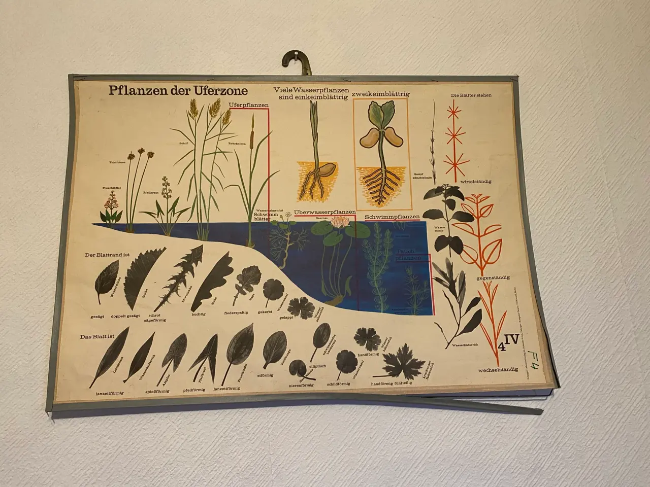 Billede 1 - Anskuelsestavle Planter ved vandet og bladeformer