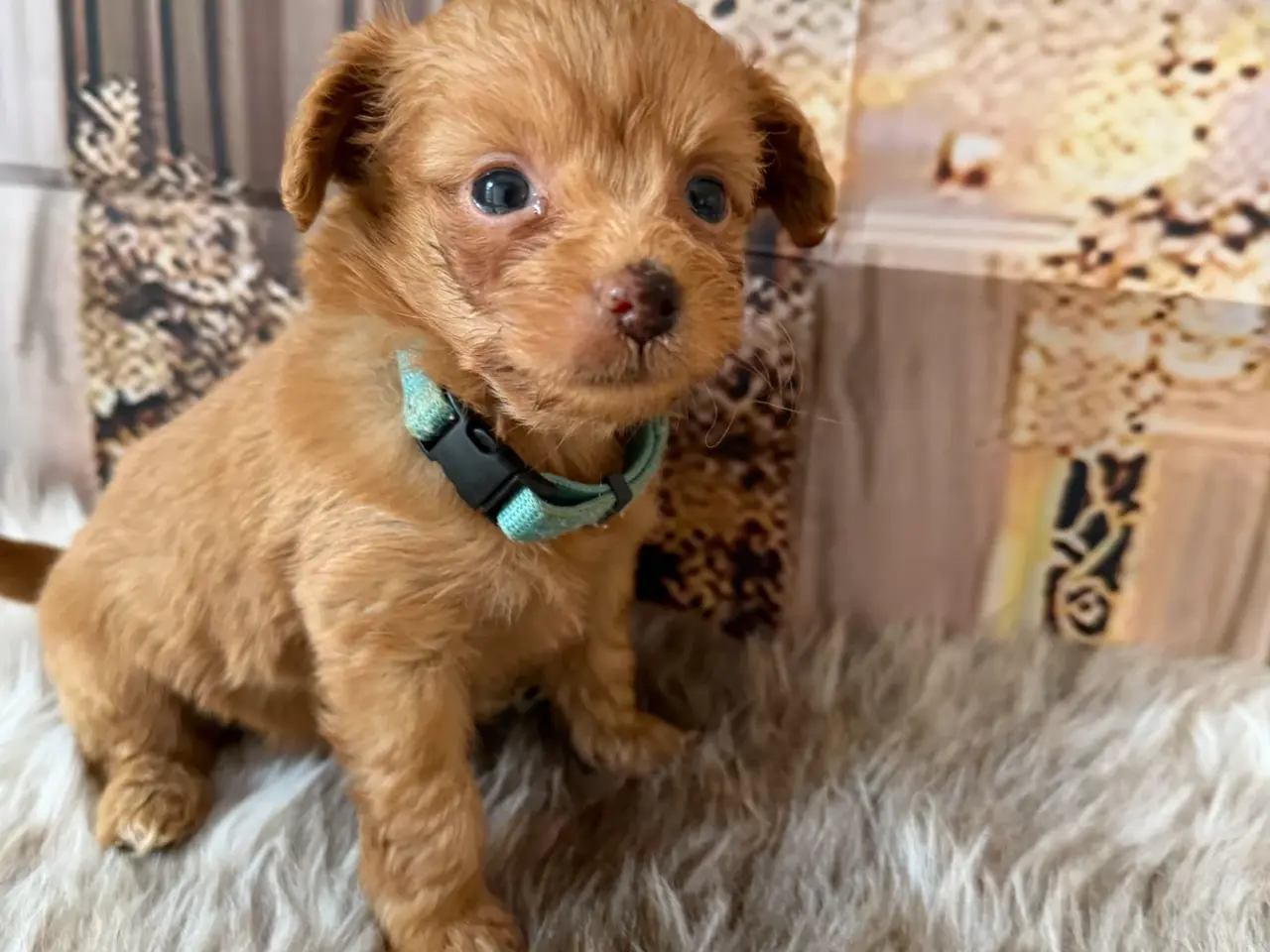 Billede 4 - Små skønne Pomapoo hvalpe ❤️🐾