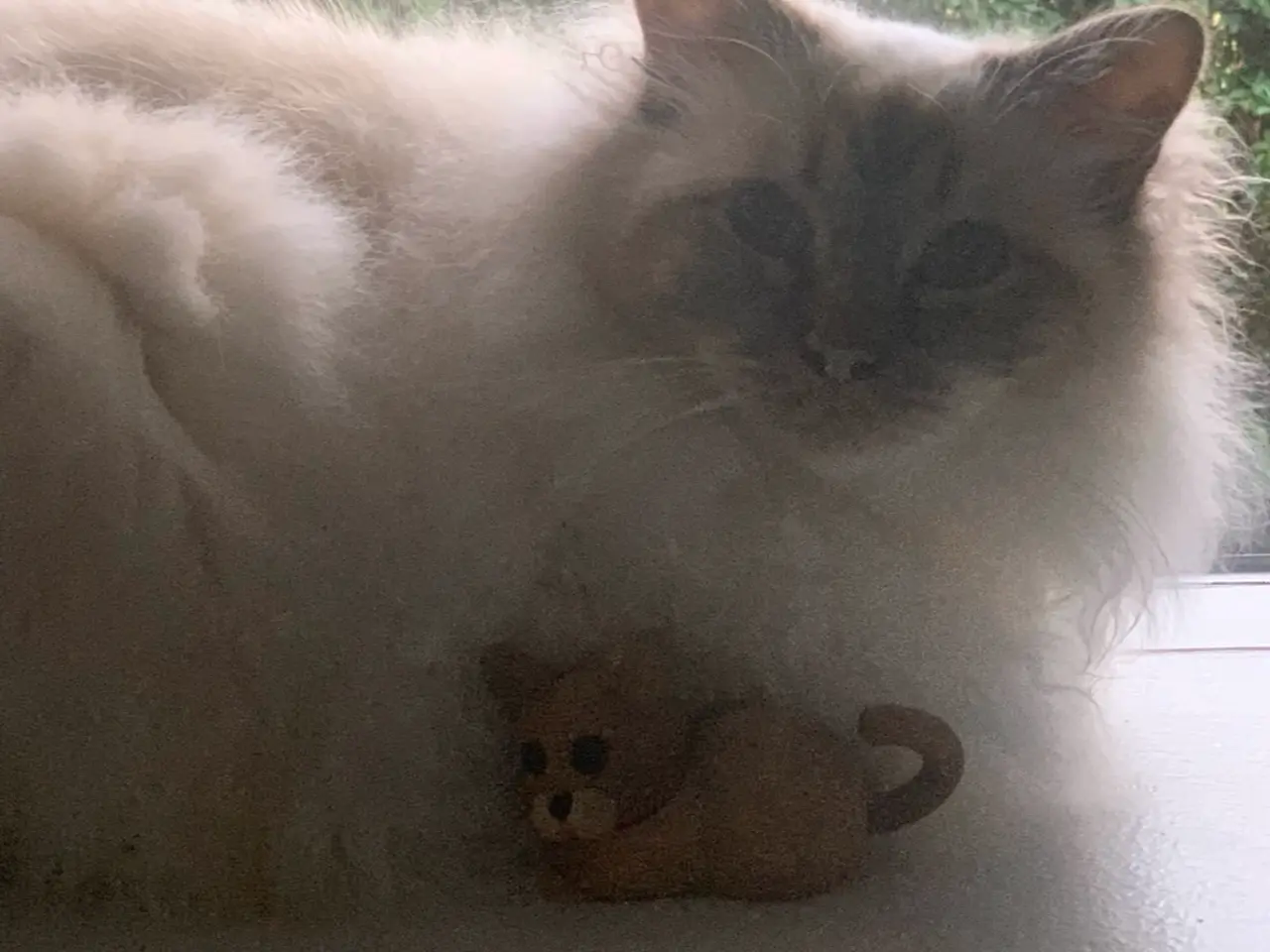Billede 5 - To Hellig Birma katte