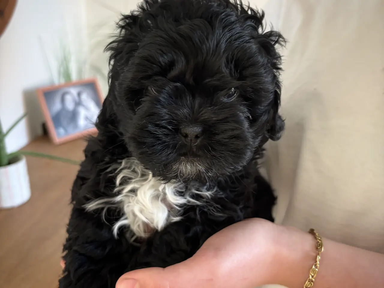 Billede 9 - 🐾 Shih-Poo hvalpe – 2 kærlige drenge klar til ny