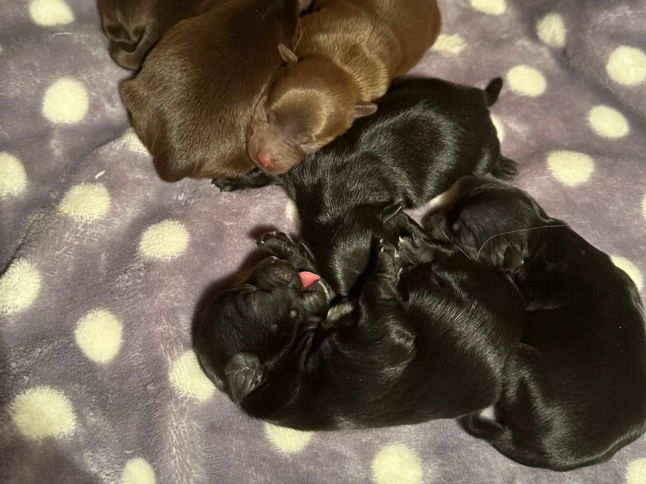 Billede 11 - Smuk Sort Yorkshire Terrier