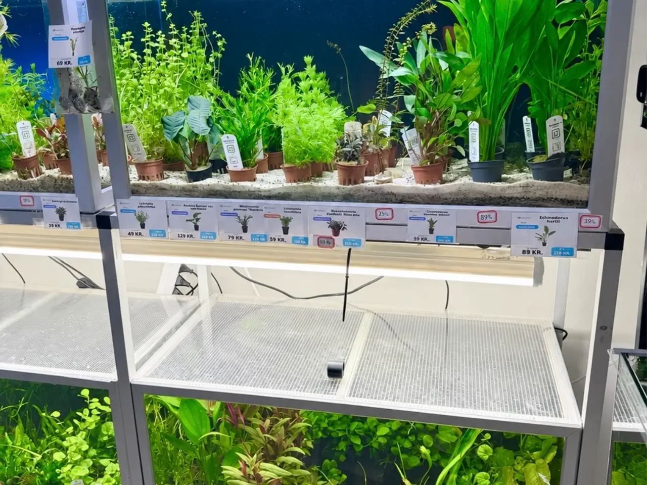 Billede 8 - 🩷 Wow mange flotte akvarieplanter 🩷