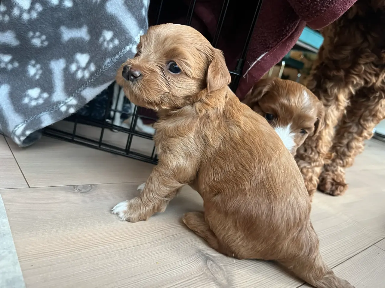 Billede 4 - havapoo / cavapoo