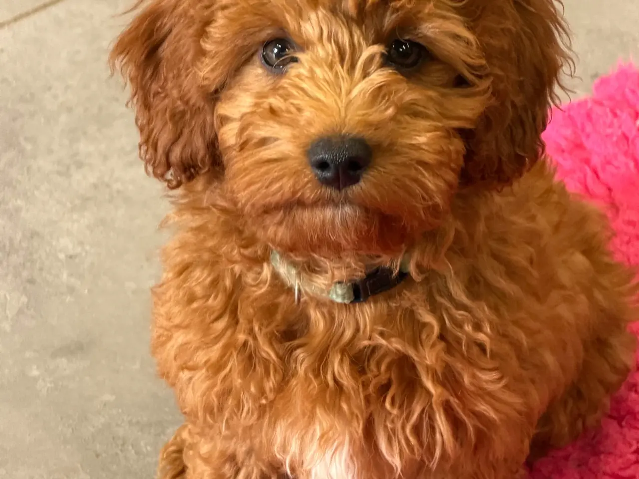 Billede 7 - 🐾✨ Skønne Mini  Maltipoo hvalpe 