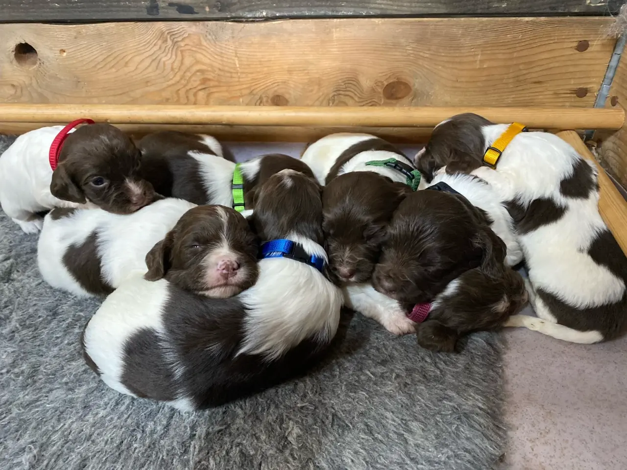 Billede 2 - FT Springer Spaniel hvalpe, salgsklar 10 maj