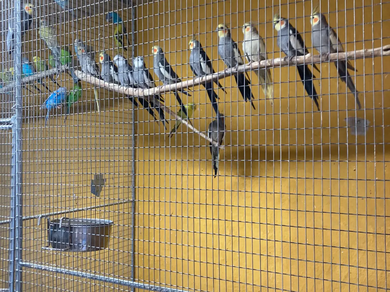 Billede 1 - Nymferparekitter unger fra 25 ca 1/2 år gamle 