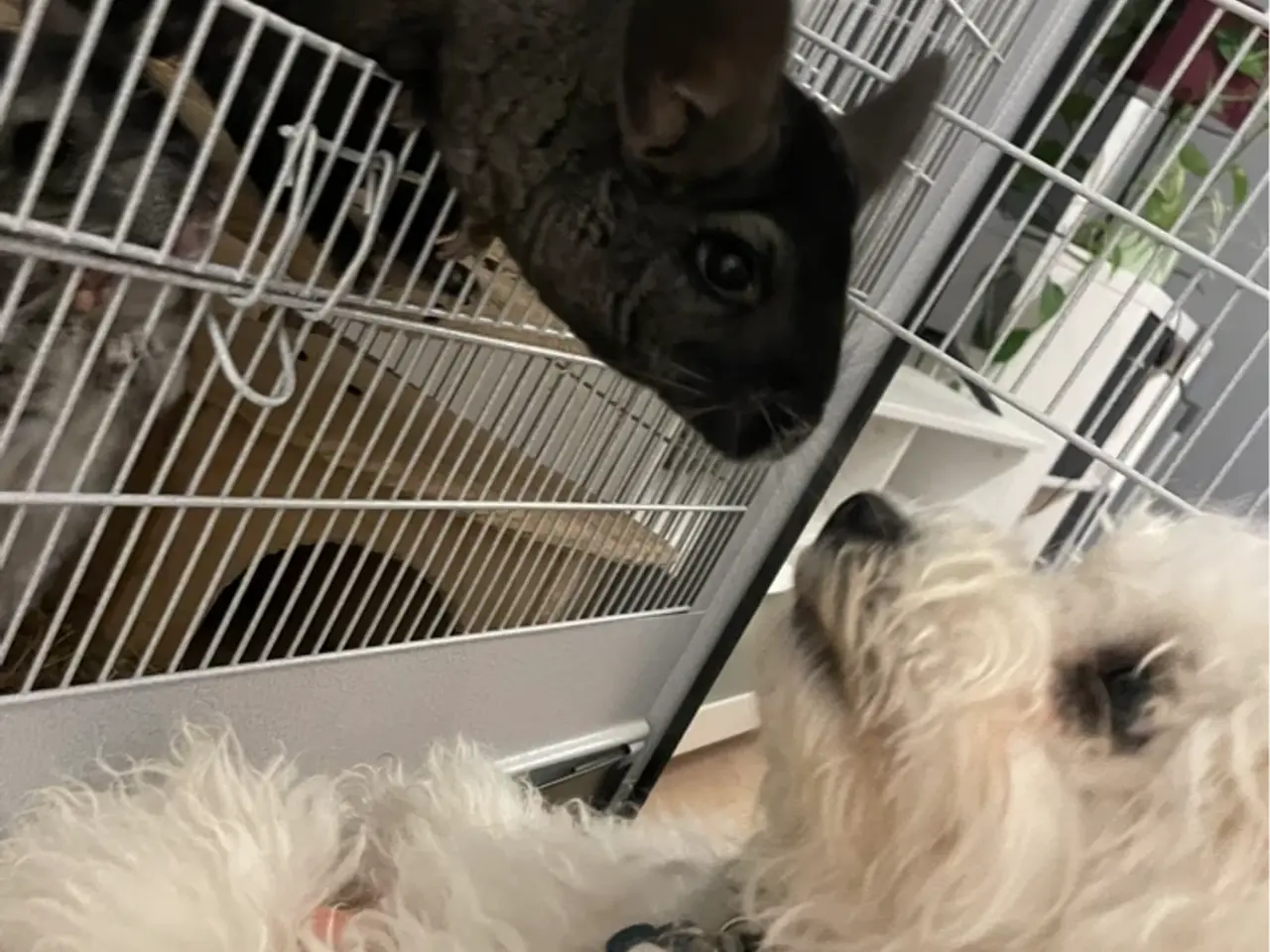 Billede 3 - Chinchilla 2 hun