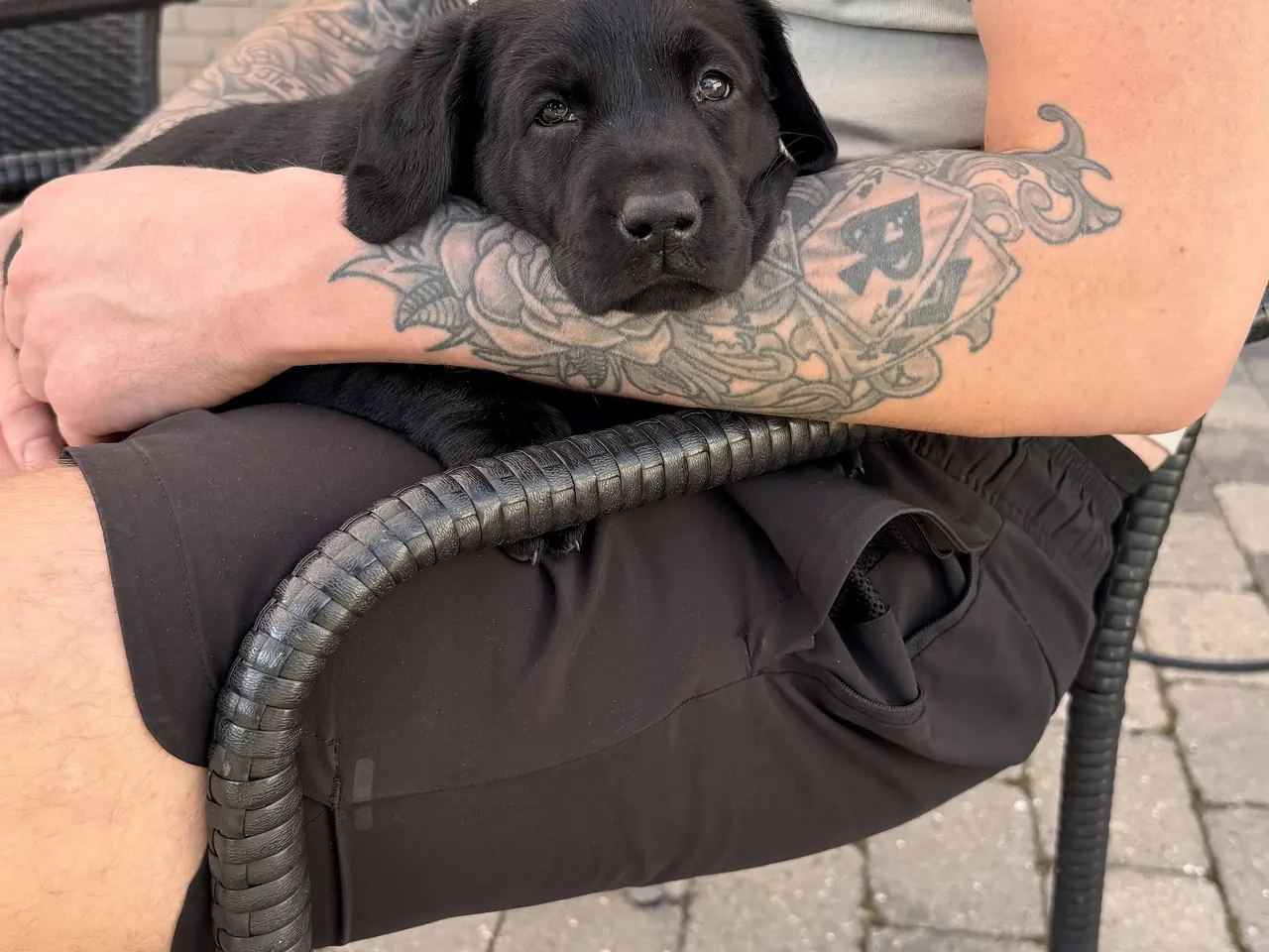 Billede 1 - Labrador hvalpe søger nye familier 🖤