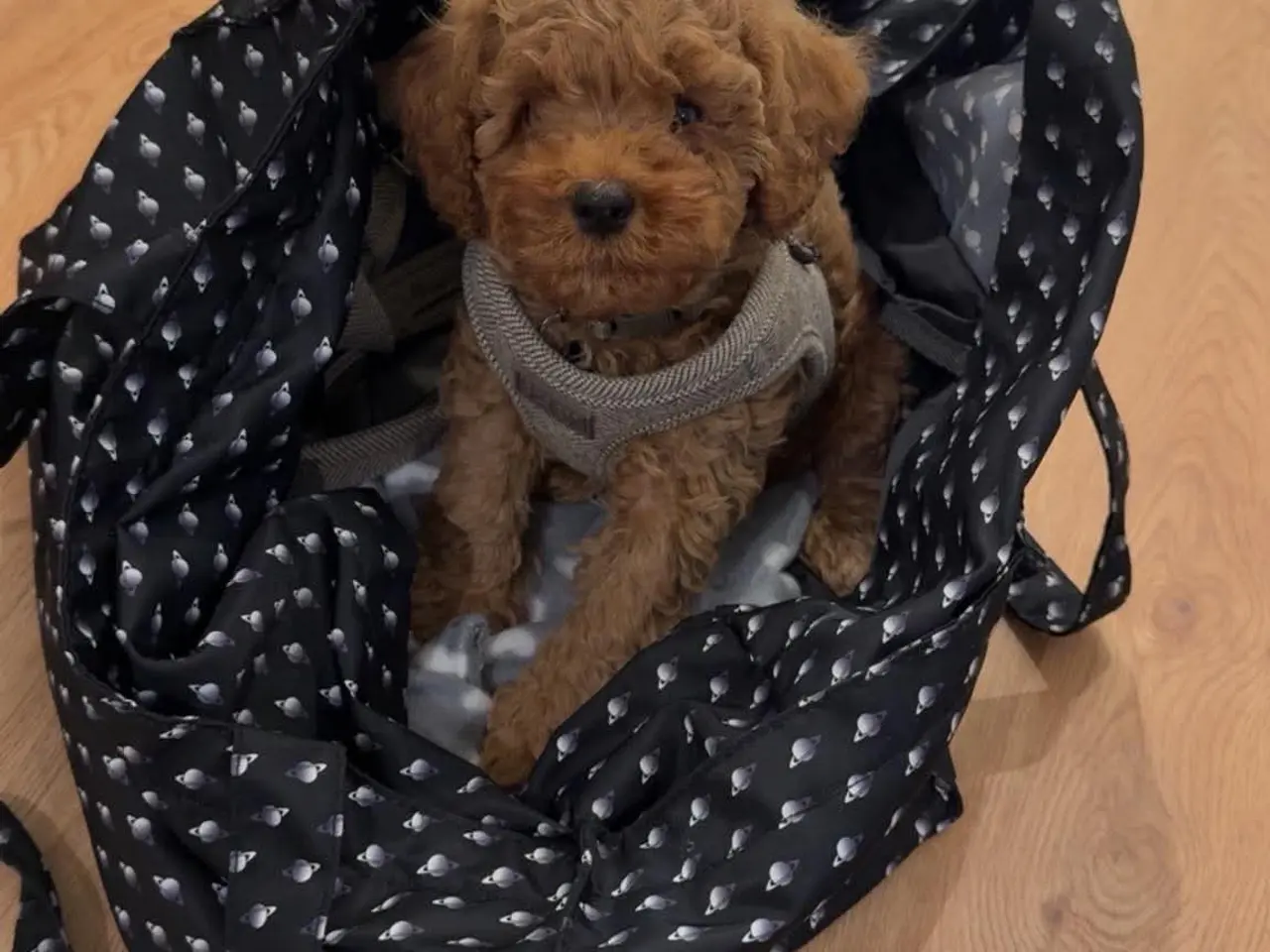 Billede 4 - Cavapoo hvalp F2B